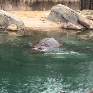 Meet your Posher, Yoseline